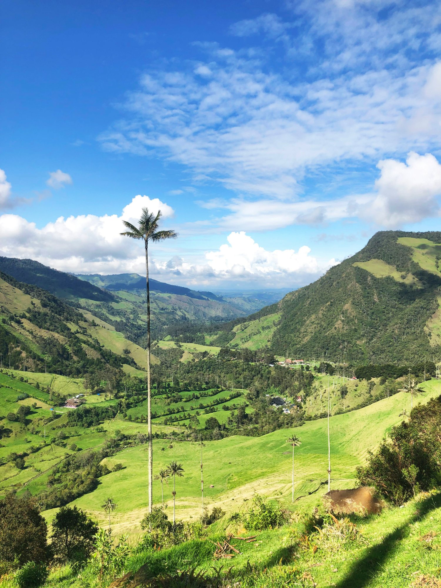 Valle del Cocora, Colombia